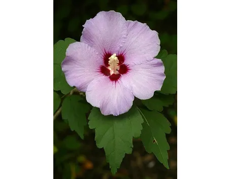 Fiore di Hibiscus syriacus