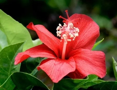 hibiscus rosso