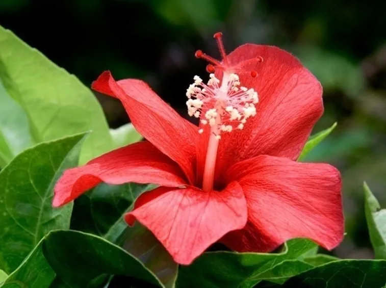 hibiscus rosso
