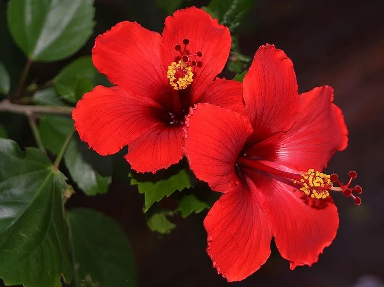 hibiscus rosa-sinensis