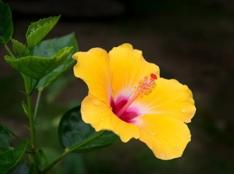 hibiscus particolare fiore