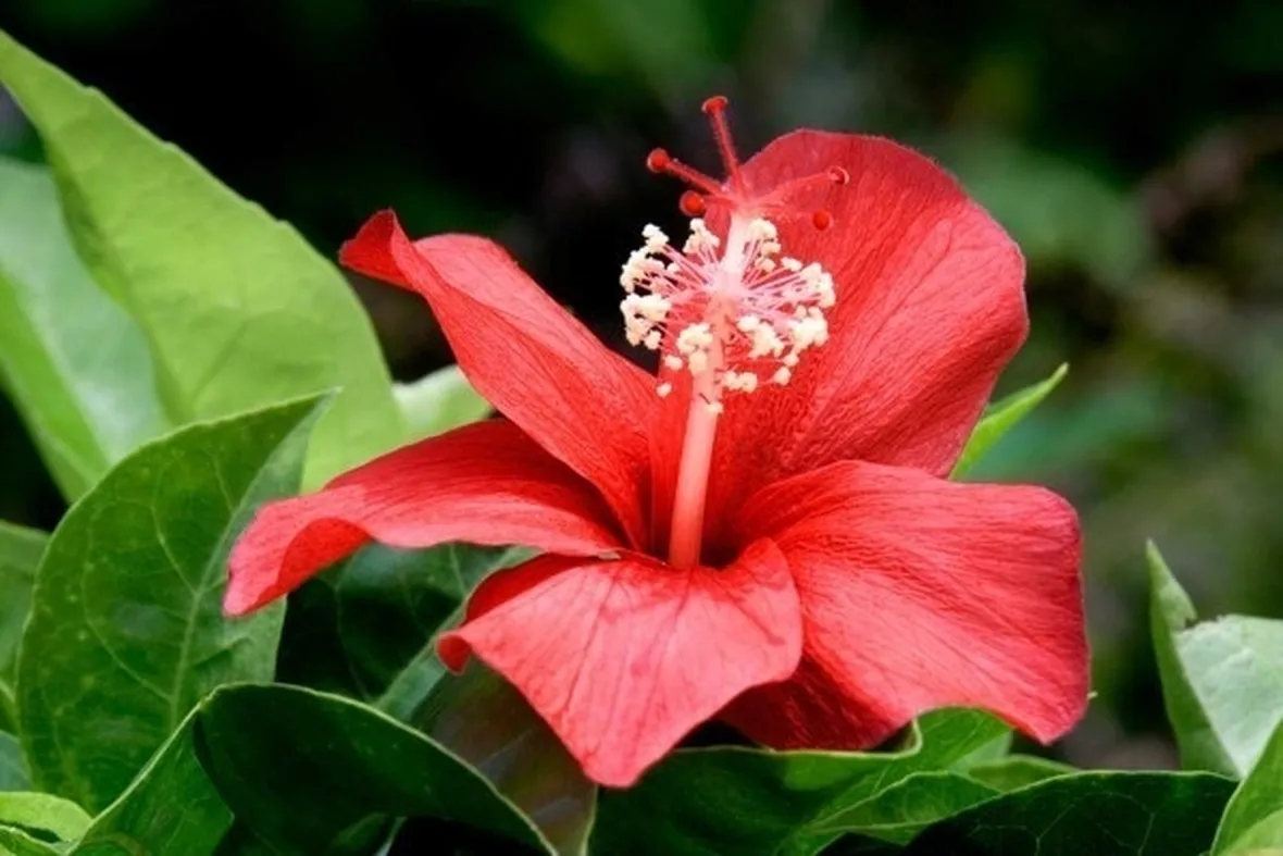 hibiscus rosso