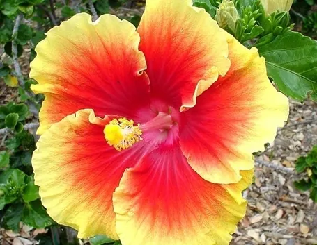 Fiori di ibisco gigante
