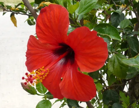 Ibisco rosso