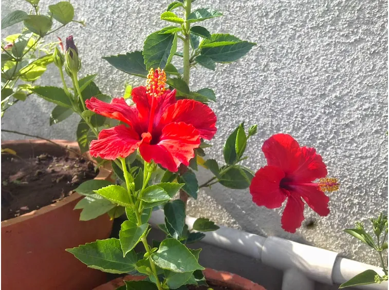 Pianta di ibisco in vaso