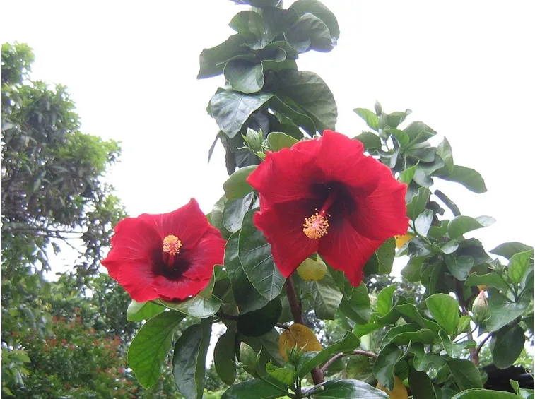 ibisco tropicale