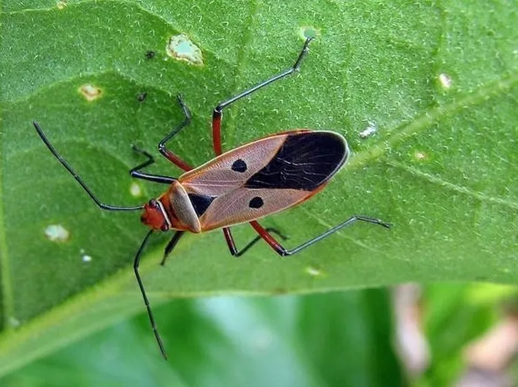 malattia ibisco