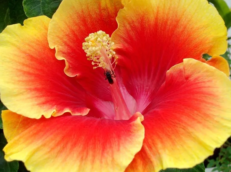 fiori di ibiscus