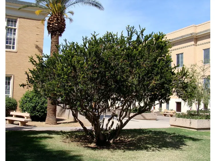 Irrigazione e fertilizzazione mirto