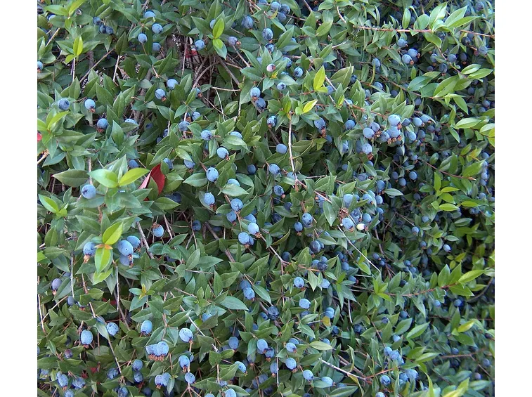 Mirto bacche