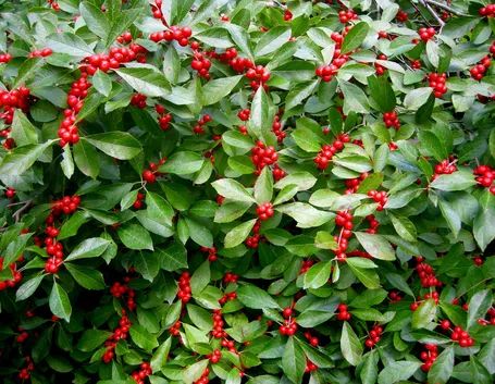 Bacche di Ilex verticillata