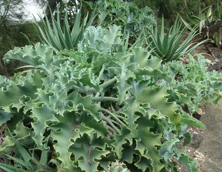 Kalanchoe beharensis