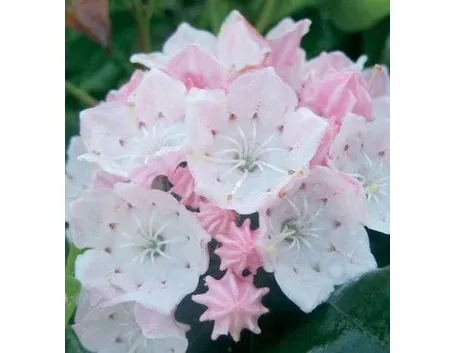 fiori kalmia