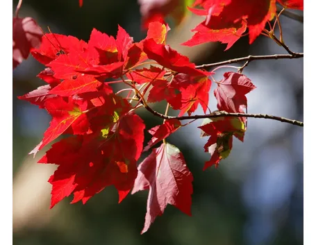 acero rosso foglie