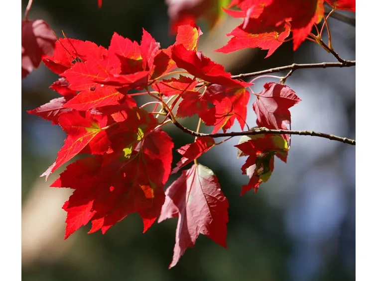acero rosso foglie