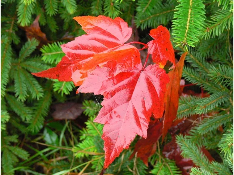 Foglie acero rosso
