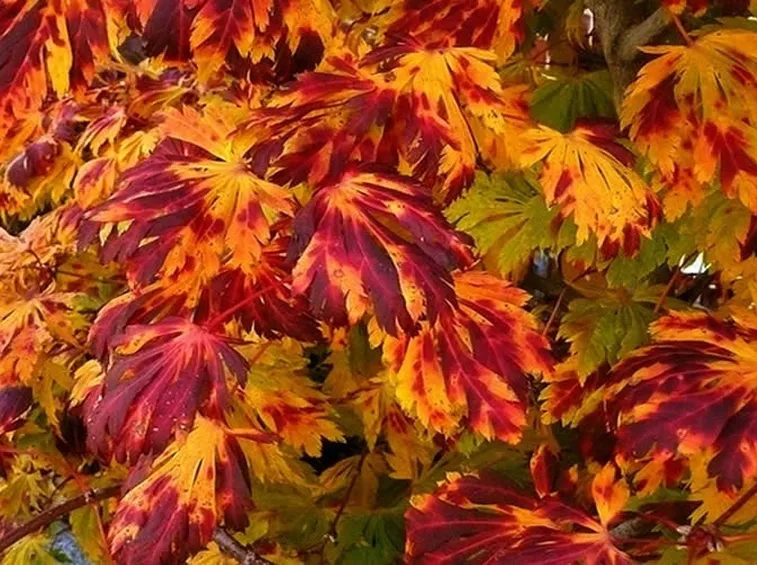 Acero rosso malato