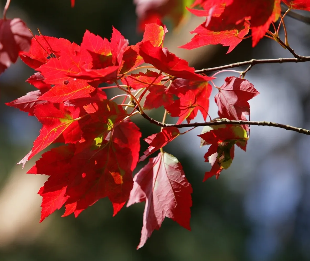 acero rosso foglie