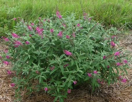 Pianta buddleia