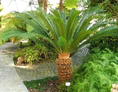 Irrigazione della pianta di Cycas