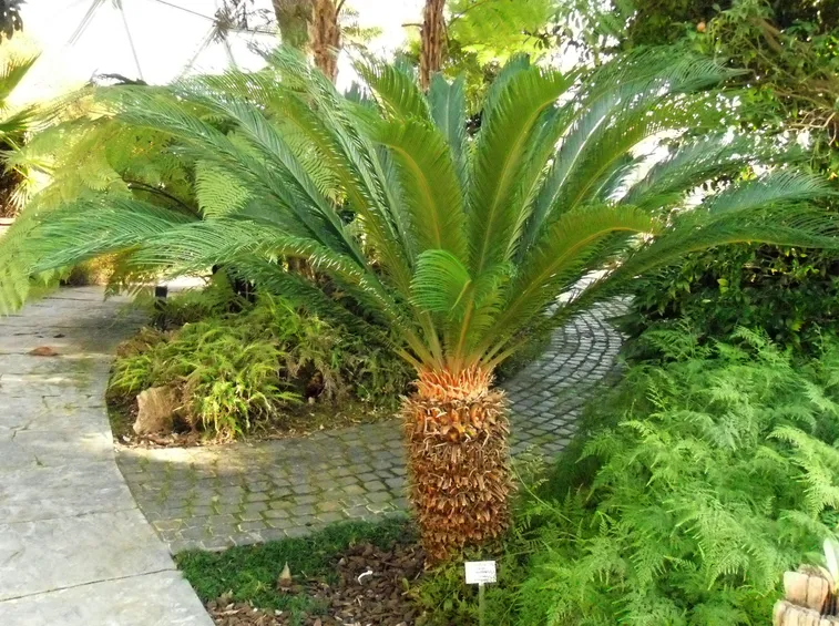 Irrigazione della pianta di Cycas
