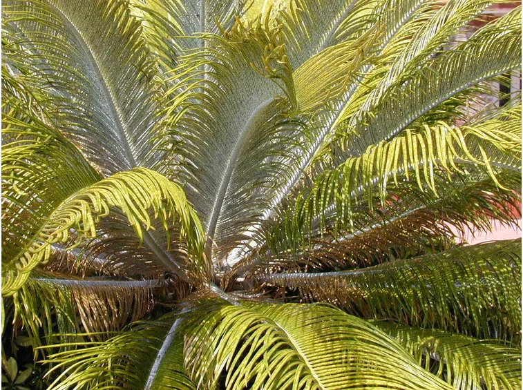 Ingiallimento delle foglie della Cycas