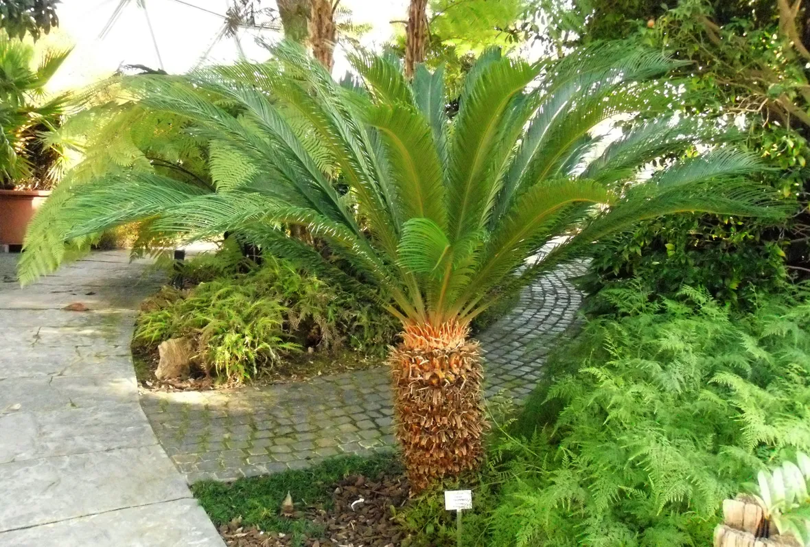 Irrigazione della pianta di Cycas