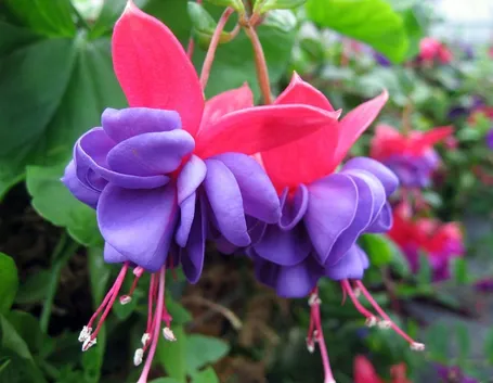 Fiori fucsia