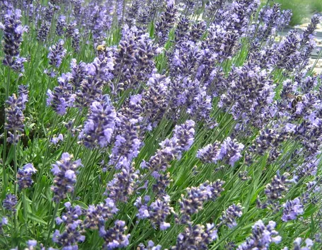 Fiori di Lavanda
