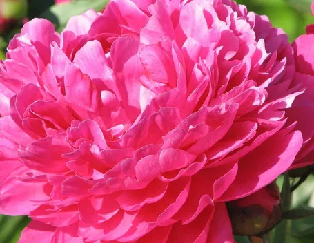 Varietà di peonia