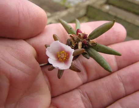 Fiore portulaca