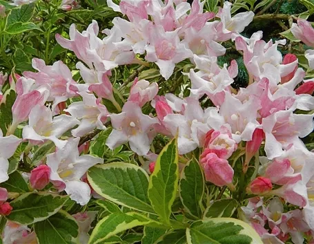 Weigelia pianta