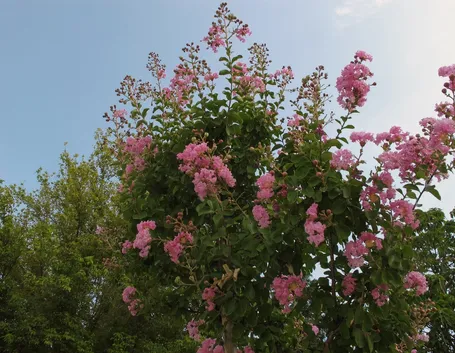 Lagerstroemia indica