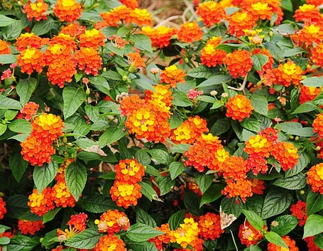 Lantana foglie