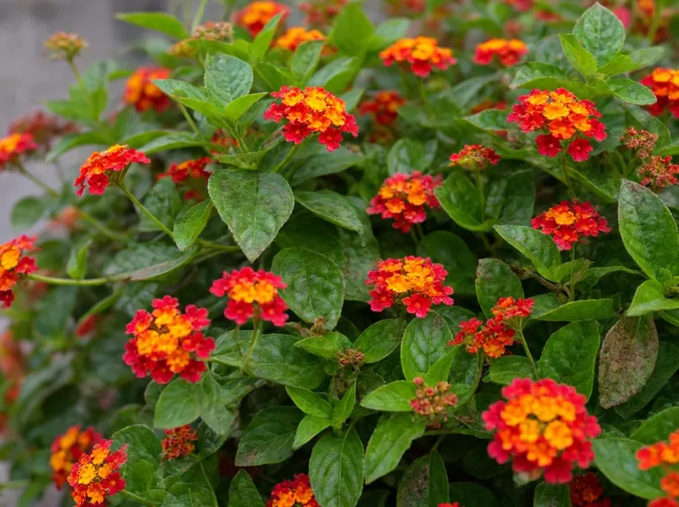 Cespuglio lantana