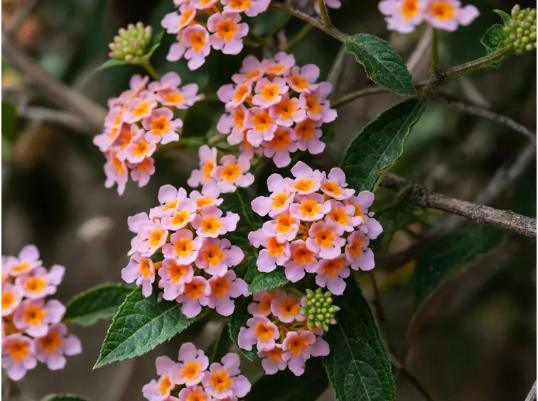 Lantana colore