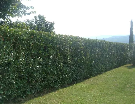 Una siepe di lauroceraso