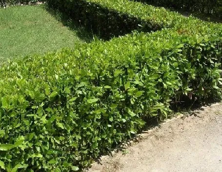 Una siepe di lauroceraso