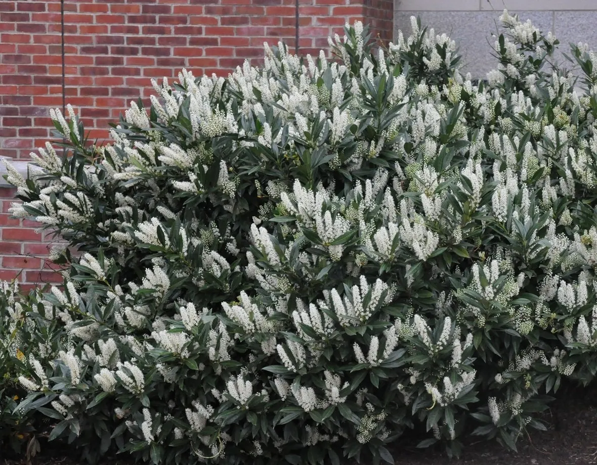 Pianta lauroceraso