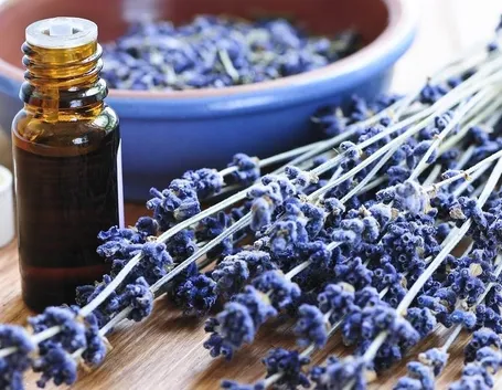 La lavanda è molto apprezzata fin dall'antichità per le sue numerose proprietà curative