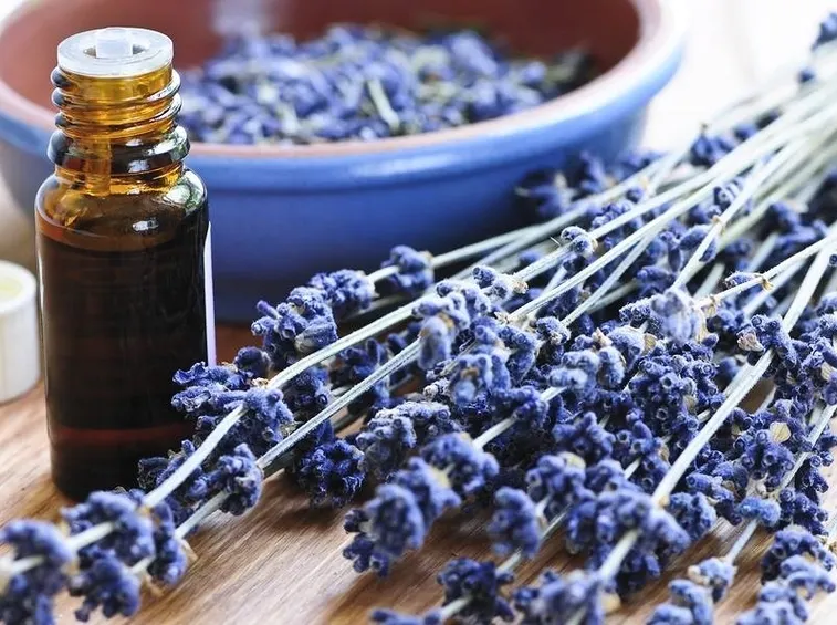 La lavanda è molto apprezzata fin dall'antichità per le sue numerose proprietà curative