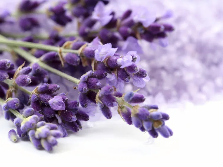 Anche se è un fiore molto forte è opportuno averne molta cura
