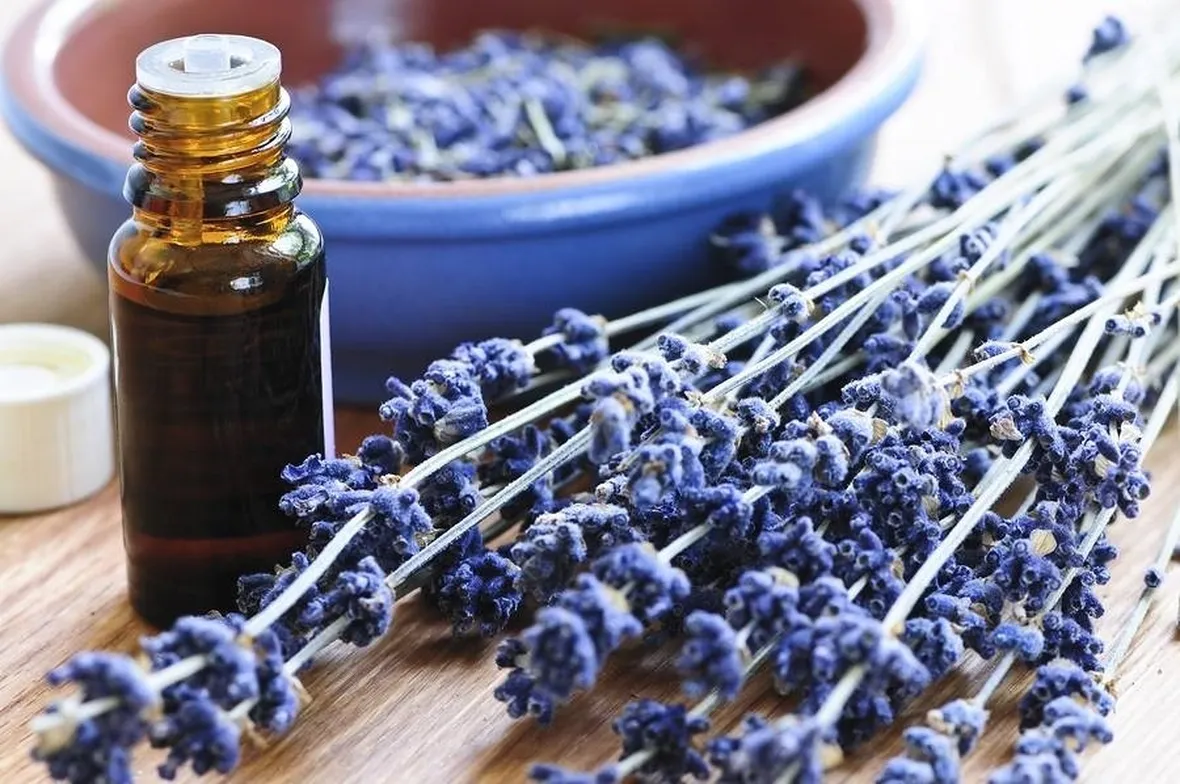 La lavanda è molto apprezzata fin dall'antichità per le sue numerose proprietà curative
