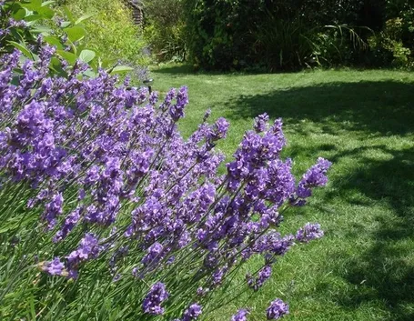 Immagine di lavanda fiorita