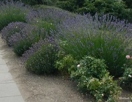 siepe di lavanda angustifolia