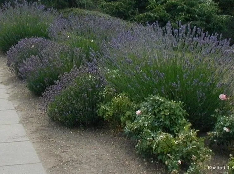 siepe di lavanda angustifolia