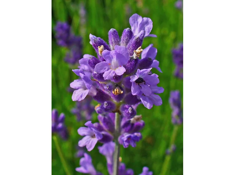fiori di lavanda inglese