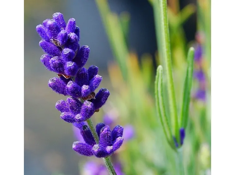 lavanda inglese particolare