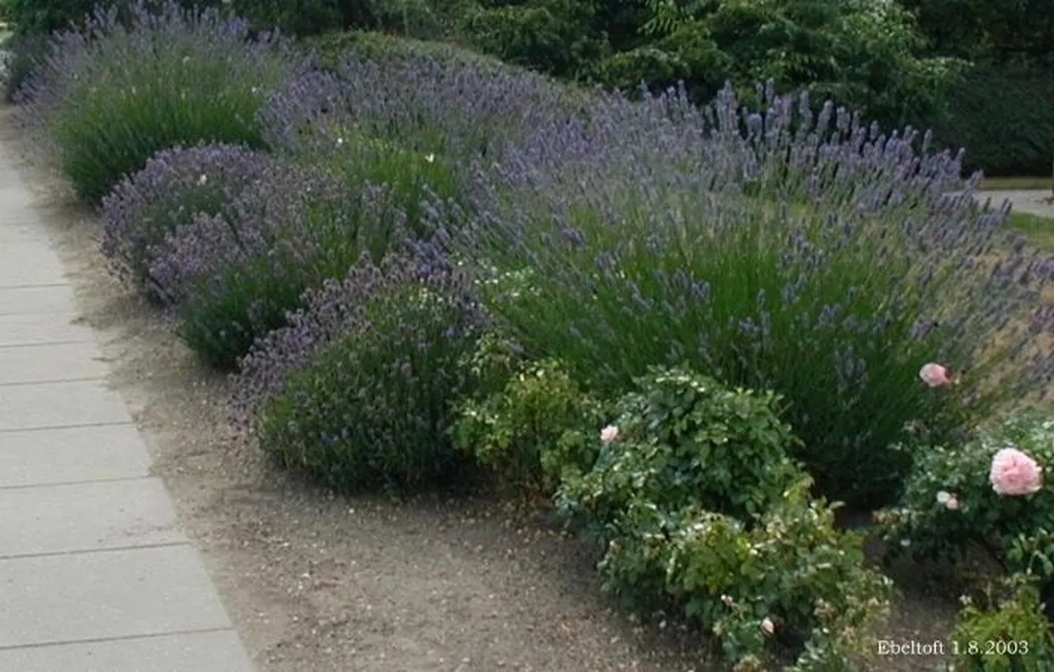 siepe di lavanda angustifolia