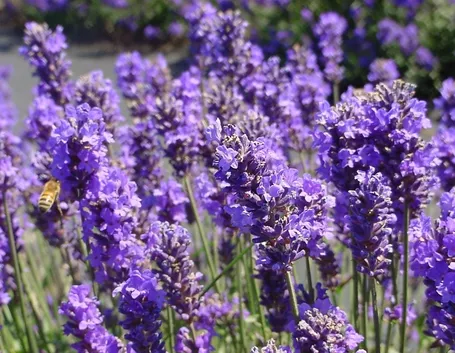 Fiore di lavanda